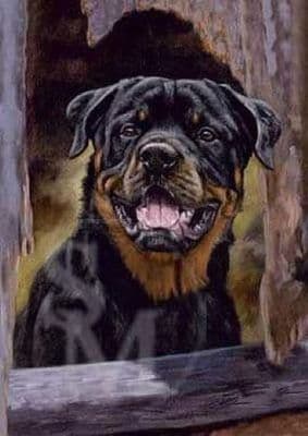 Rottweiler Blank Greetings Card 'Here I am!' by John Trickett C287