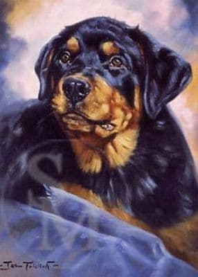 Rottweiler Blank Greetings Card 'The Rottweiler' by John Trickett C134