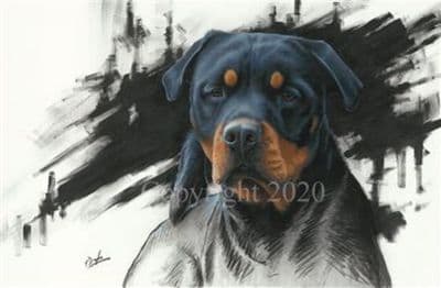 Rottweiler Canvas Limited Edition Print 'The Handsome Man' by Paul Doyle