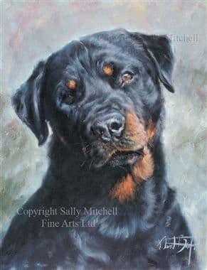 Rottweiler Limited Edition Print 'Big Softie' by David Barfield