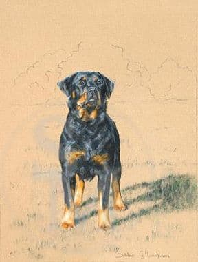 Rottweiler Limited Edition Print 'On Guard' by Debbie Gillingham