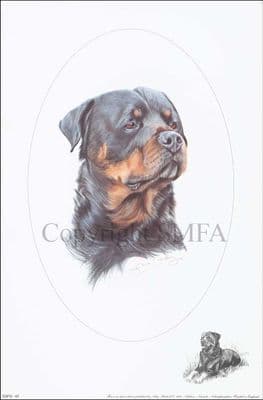 Rottweiler Open Edition Print 'Rottweiler' by Josephine Copley