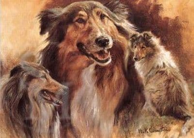 Rough Collie Blank Greetings Card 'Rough Collies' by Mick Cawston B59