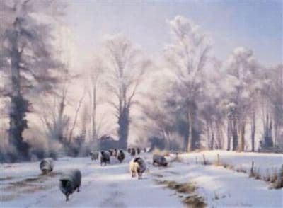 Sheep Blank Greetings Card 