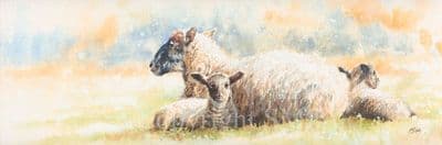 Sheep Limited Edition Canvas Print 'Springtime' by Paul Doyle DOYGC-06