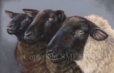Sheep Limited Edition Print 'Called to the Baa' by Mary Herbert