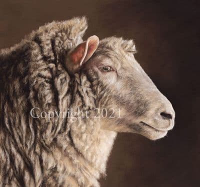 Sheep Limited Edition Print 'Divine Ovine' by Mary Herbert