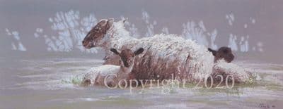 Sheep Limited Edition  Print 'First Signs Of Spring' by Paul Doyle