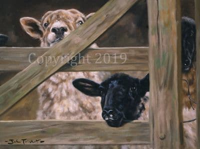 Sheep Limited Edition Print 'Over to Ewe' by John Trickett