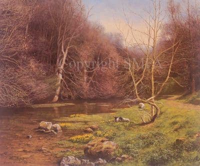 Sheep Limited Edition Print 'Riverside Youth' by Frank Wright