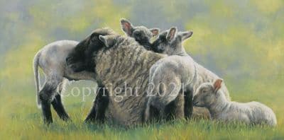 Sheep Limited Edition Print 'Sibling Secrets'  by Mary Herbert