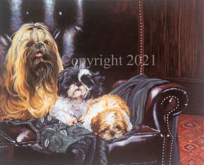 Shih Tzu Limited Edition Print 'Three's A Crowd' by Pippa Thew