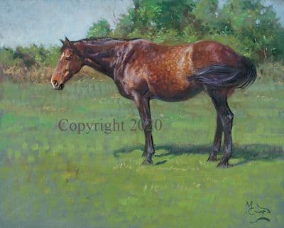 Sold Horse Original Painting 'Summer Sunshine' by Malcolm Coward