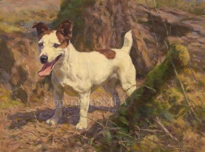 SOLD Jack Russell Terrier Original Painting 'All Set' by Fred Haycock