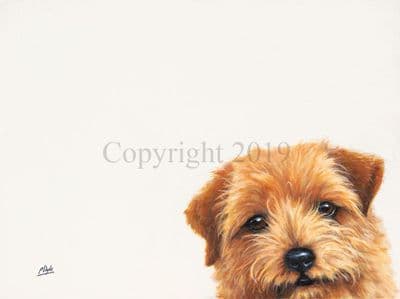 SOLD Norfolk Terrier Original Oil Painting 'Norfolk Terrier' by Paul Doyle