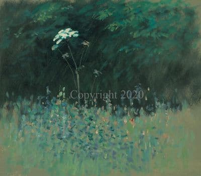SOLD Oil Study 'Cow Parsley' by Malcolm Coward