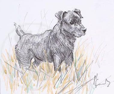SOLD Patterdale Terrier Original Sketch 'Up to No Good!' by Malcolm Coward