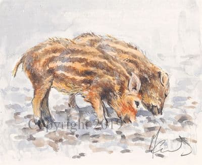 SOLD Pig Original Watercolour 'Piglets' by Malcolm Coward