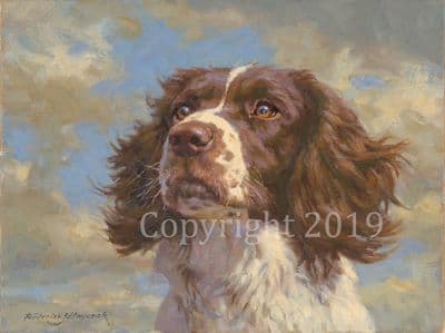 SOLD Springer Spaniel Original  Oil Painting 'Springer' by Frederick Haycock