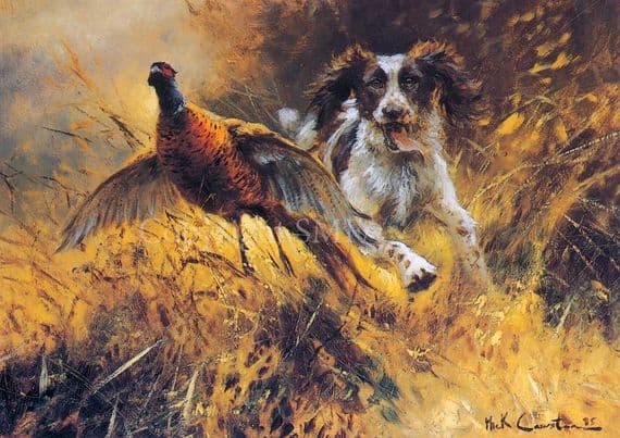Springer Spaniel and Pheasant Blank Greetings Card 'A Near Miss' by Mick Cawston B142