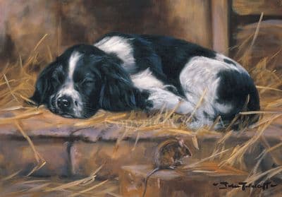 Springer Spaniel Black and White Blank Greeting Card 'Snoozy' by John Trickett C163