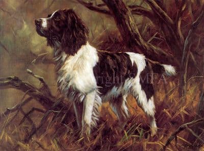Springer Spaniel Blank Card 'A Good Sort' by John Trickett B101