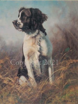 Springer Spaniel Blank Greeting Card 'Steady' by John Trickett C43
