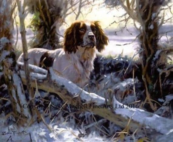 Springer Spaniel Blank Greeting Card  'Winter's Morning' by John Trickett C255