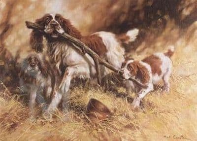 Springer Spaniel Blank Greetings Card 'Branching Out' by Mick Cawston B25