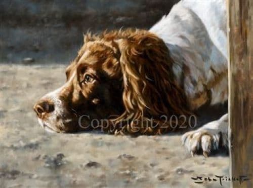 Springer Spaniel Blank Greetings Card 'Left at Home' by John Trickett  C628
