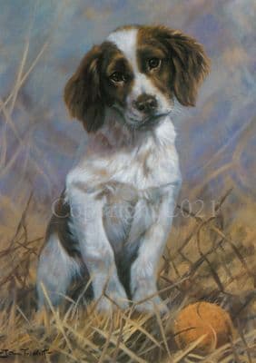 Springer Spaniel Blank Greetings Card 'Play Ball' by John Trickett C102