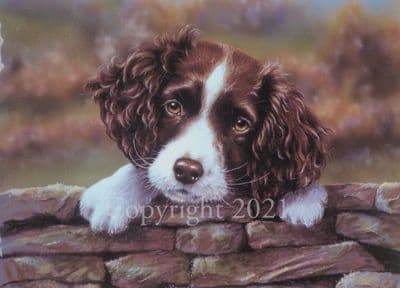 Springer Spaniel Blank Greetings Card 'Please Don't Go' by Paul Doyle C235
