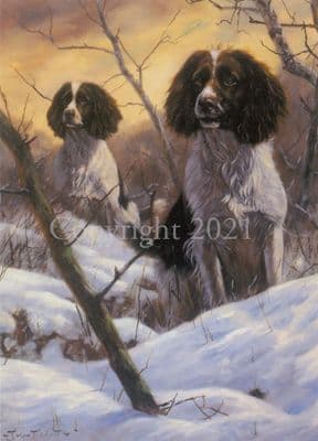 Springer Spaniel Blank Greetings Card 