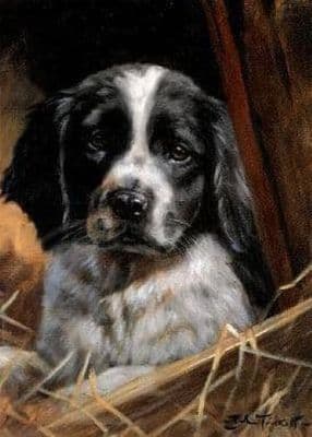 Springer Spaniel Blank Greetings Card 'Springer Pup'  by John Trickett C89
