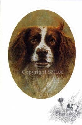Springer Spaniel Blank Greetings Card 'Springer Spaniel' by Mick Cawston CE14