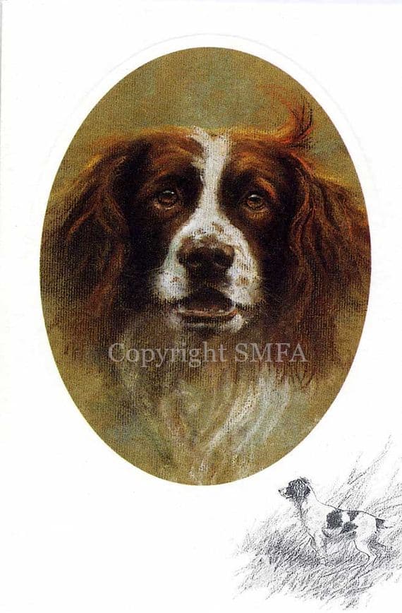 Springer Spaniel Blank Greetings Card 'Springer Spaniel' by Mick Cawston CE14