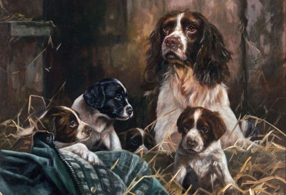 Springer Spaniel Blank Greetings Card 'The Next Generation' by John Trickett C239
