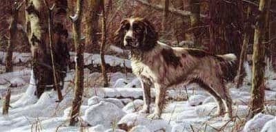 Springer Spaniel Blank Greetings Card 'Winter' by John Trickett CS24