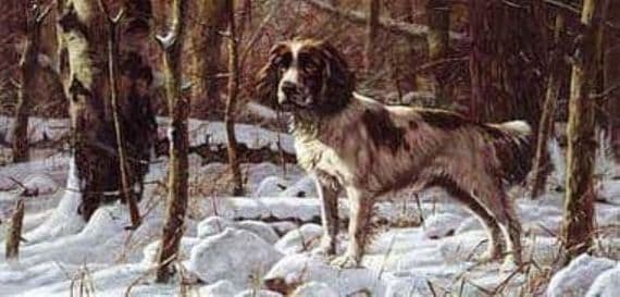 Springer Spaniel Blank Greetings Card 'Winter' by John Trickett CS24