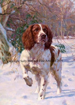 Springer Spaniel Christmas Cards 