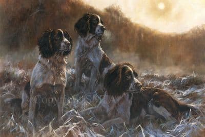 Springer Spaniel Christmas Cards 'The Professionals' by John Trickett C665x