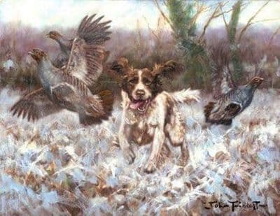 Springer Spaniel Flushing Partridge Blank Greetings Card 'Charge' by John Trickett C430