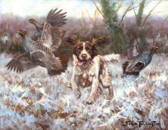 Springer Spaniel Flushing Partridge Blank Greetings Card 'Charge' by John Trickett C430