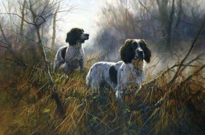 Springer Spaniel Greeting Card 