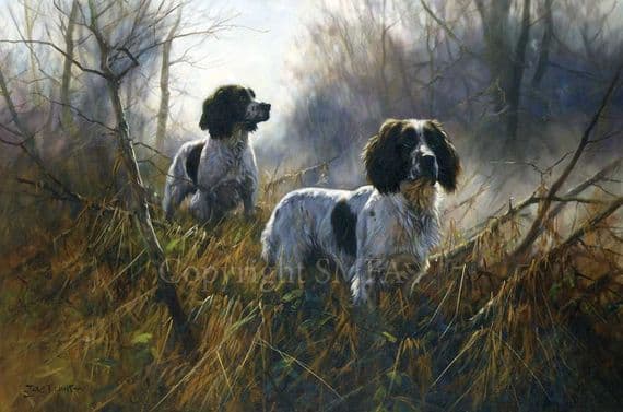 Springer Spaniel Greeting Card 