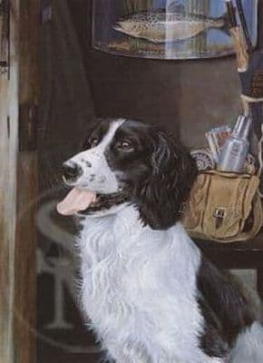 Springer Spaniel Greetings Card 