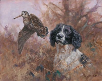 Springer Spaniel Limited Edition Canvas Print 'Black and White Flush' by John Trickett