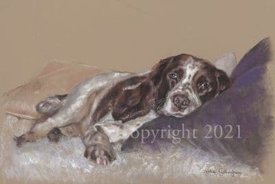 Springer Spaniel Limited Edition Print 'A Hard Days Night' by Debbie Gillingham