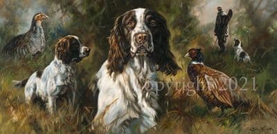 Springer Spaniel Limited Edition Print  'A Sporting Chance' by John Trickett