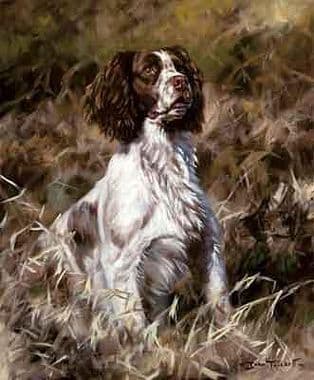 Springer Spaniel Limited Edition Print 'Alert' by John Trickett